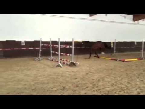 Cor de Lord by Cor de la Bryere - Lord Z, *2011, freejumping Apr15