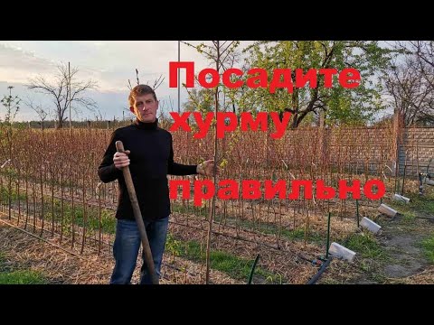 Три главных правила посадки хурмы.