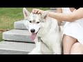 PETKIT šunų maišelių dėklas