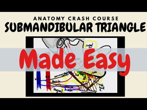 SUBMANDIBULAR TRIANGLE | ANATOMY CRASH COURSE