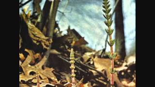 Dead Gaze - It's Not Real