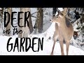 How Why And What I Feed The Wild Deer That Live On Our Homestead