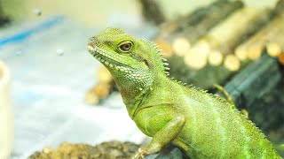 The Reality Behind Keeping Reptiles as Pets | Dan O’Neill Investigates | BBC Earth