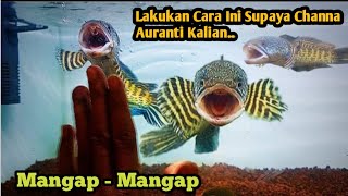Download lagu TIPS MUDAH SUPAYA CHANNA AURANTI KALIAN AUTO MANGAP' | Tips to make Channa auranti vicious !!! mp3 Download lagu TIPS MUDAH SUPAYA CHANNA AURANTI KALIAN AUTO MANGAP' | Tips to make Channa auranti vicious !!! mp3