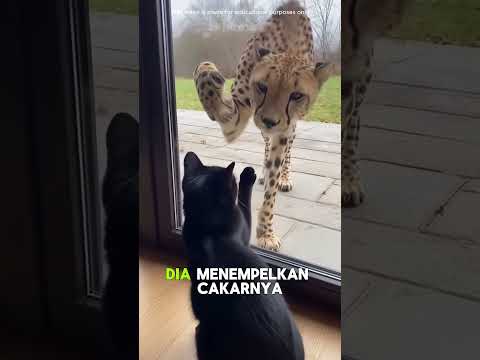 Hari ketika kucingku mengadopsi bayi cheetah! #shortsfeed #hewan #penyelamatansatwa liar