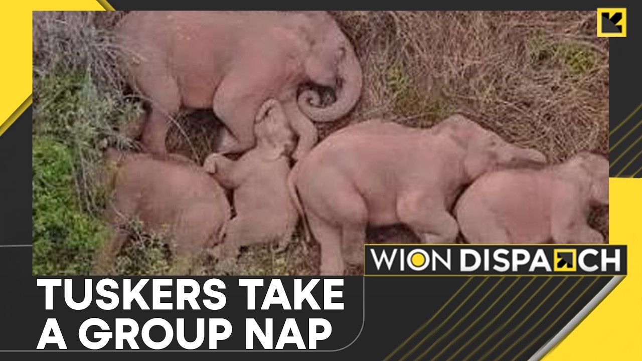 Seven Wild Asian Elephants Turned a Cornfield Into Their Very Own Sleepover | WION Dispatch