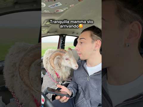 Porto un barboncino a mia madre