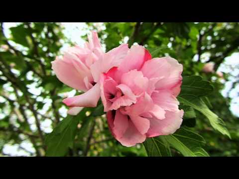 Opwekking 245 Hier in Uw Heiligdom