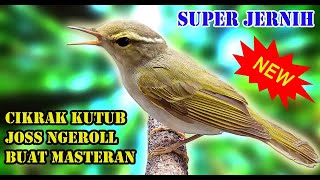 Download lagu SUARA BURUNG CIKRAK KUTUB GACOR mp3