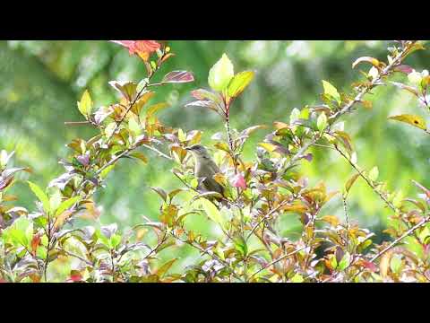 Bulbul hájový (Rubigula erythropthalmos) — spev a hlas v prírode