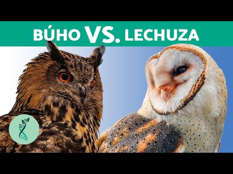 OWL and OWL: Are They the Same? 🦉 (Differences Between Owls and Owls)