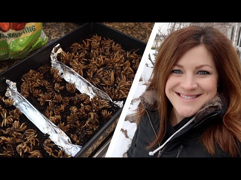 Pre-sprouting Ranunculus & Anemones + a Bit of Organizing in the Barn! 👩‍🌾👍😊 // Garden Answer