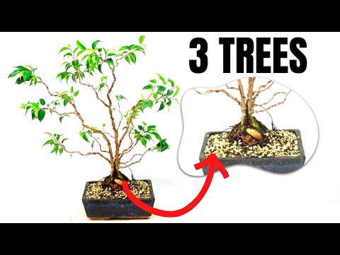 Thick Trunk on Bonsai in 15 months via Trunk Fusion