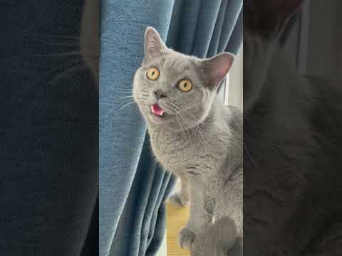 My cat panting after playing. Is this normal?