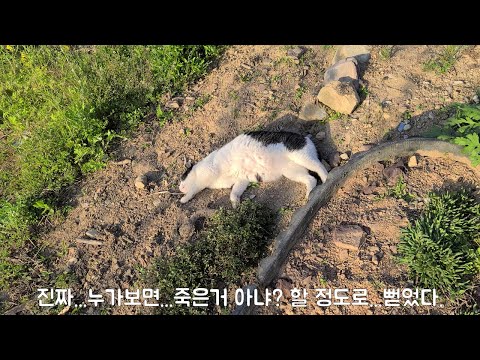 [#268] 좁은 시골마을에 니땅내땅...땅따먹기하는 고양이들