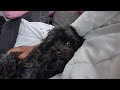 Ollie S Bark Box March 2024