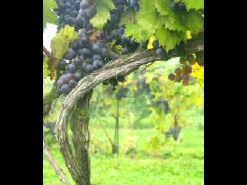 )( Carlos Y Jose La Casita )(