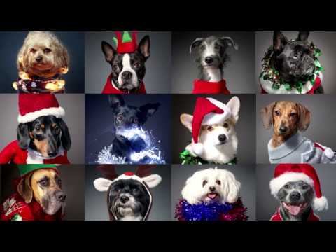 12 Dogs of Christmas | Christmas Jumper Day