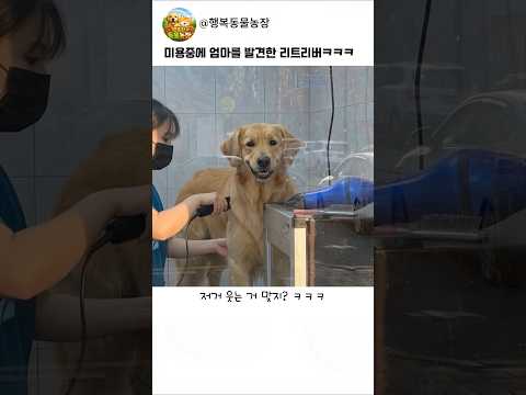 미용 중에 엄마를 발견한 리트리버ㅋㅋ