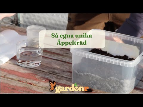 Sow your own unique Apple Trees - Gardenhacks by GardenR