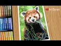 Red Panda Drawing with Oil Pastel for Beginners - STEP by STEP