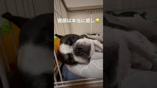 眠すぎw　 #フレンチブルドッグ #vlog #眠い  #frenchie #shorts 　　　　　　　　　　　　　"Too sleepy."
