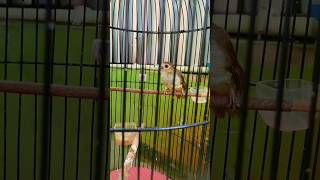 Download lagu BRINJI RAMBUT TUNGGIR!!BESETANNYA SANGAT TAJAM mp3