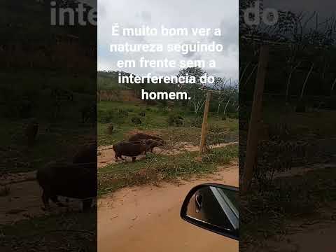 Linda manada de Capivara em Simão Pereira-mg