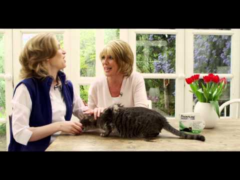 How to apply FRONTLINE® Spot On to cats