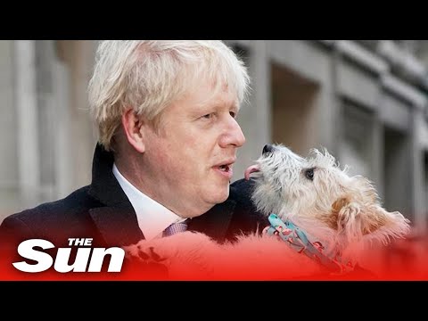 Boris complains about his dog’s ‘romantic urges’, Dilyn is 'endlessly at people's legs'