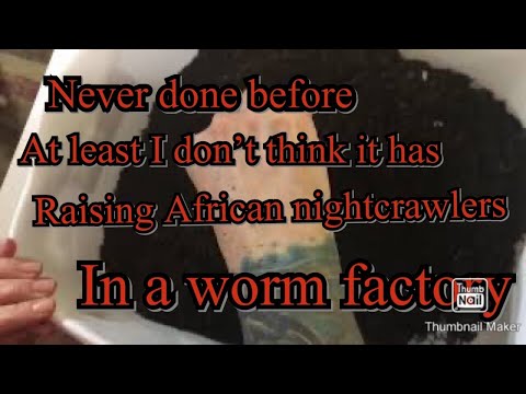 I am taking the challenge of raising African nightcrawlers in a worm factory #African nightcrawlers