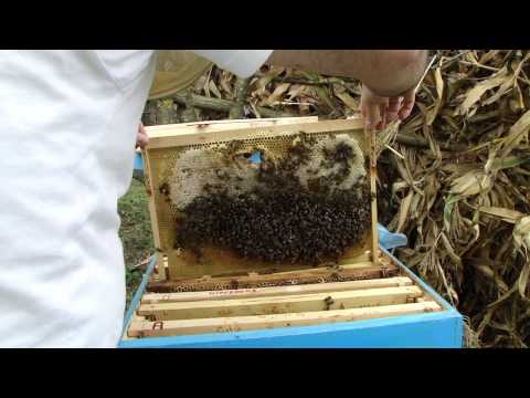 Cutiile 2(roi 3 rame) si Cutia nr 3 din 9 oct 2014