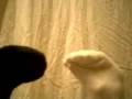 Re The Inappropriate Kid S Puppet Show