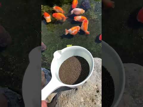 Guess how much fish feed I gave. It was way too much.#fish #goldfish #animals #pets