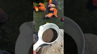 Download lagu Coba tebak berapa banyak pakan ikan yang saya berikan. Terlalu banyak. #ikan #ikanmas #hewan #peliharaan mp3