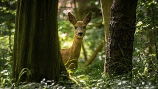 Deer infestations trigger closures of numerous Missouri state parks