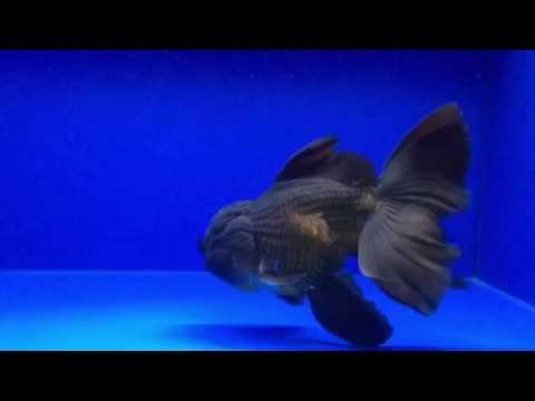Thai Oranda Live Fancy Goldfish Show Grade Black Blue Color Size 8'' 000016 for Sale