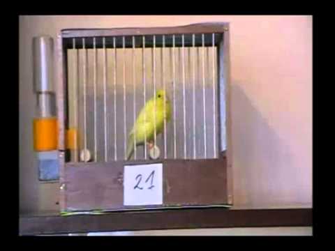 TÉLÉCHARGER CHANT CANARI FLAWTA MP3 GRATUIT CANARI GRATUIT MP3 TÉLÉCHARGER CHANT FLAWTA