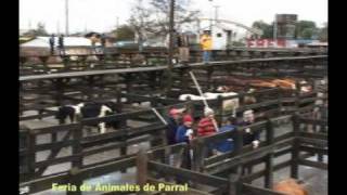 preview picture of video 'Reportaje Feria Animales Parral'