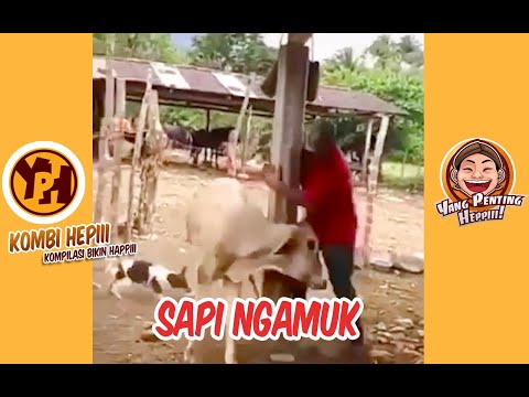 kombi-heppiii-sapi-ngamuk