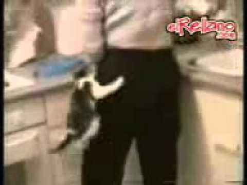 Los gatos ms graciosos del mundo !!.3gp