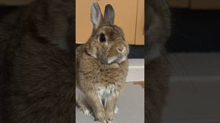 #rabbit #ネザーランドドワーフ #うさぎ