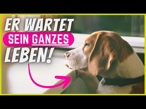 Your dog waits his whole life for you to do THIS