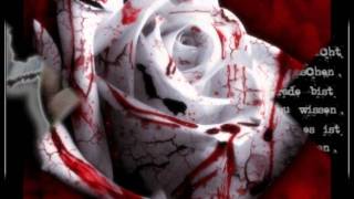 Rubettes Ladies of Laredo