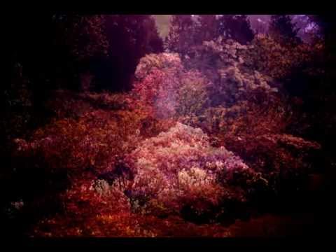 Spirit of the Cherry Trees (slideshow)