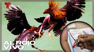 Un gallo mató a su dueño en pelea de gallos ilegal en India