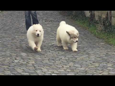 Great Pyrenees puppy for sale