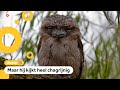 Deze vogel is het populairst op Insta