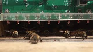 Monitoring fanning behavior w/ custom sensor array