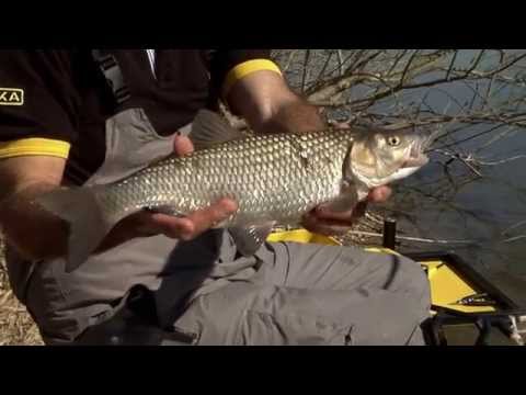 Italian Fishing TV - Tubertini Feeder on Tour - Sile River Casier